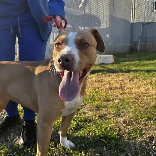 ash__almighty's tweet image. 🆘 Sunflower needs out by 1/9!
⚠️ Shelter is over capacity 
🗒️ Details in photo - she a sweet pup, slow introductions to other pets recommended 
📍 Greenville #SouthCarolina 
☎️ 864-467-3952
@Dubs4Mutts @psychicwhisper3 @PawsnTails4TX @LisaBrabson @_DOGPOOL_ #FosterMe