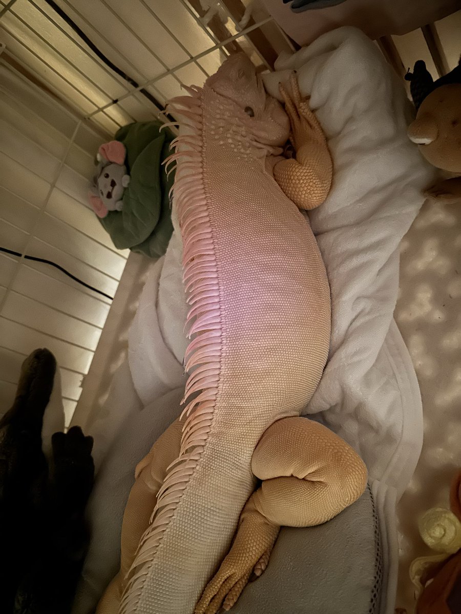 iguana_sun's tweet image. この寝顔とあんよを見ると明日もがんばろって思える
#イグアナ