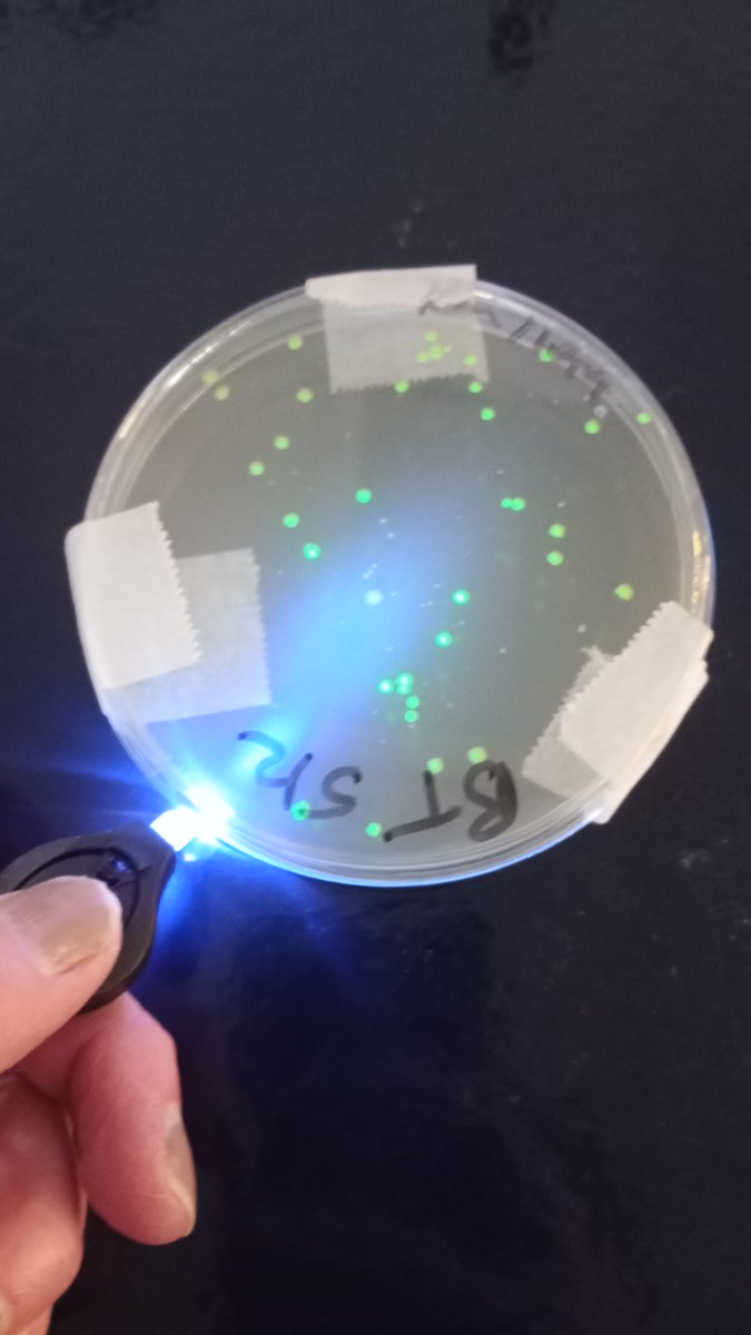 National Centre for Biotechnology Education tweet media