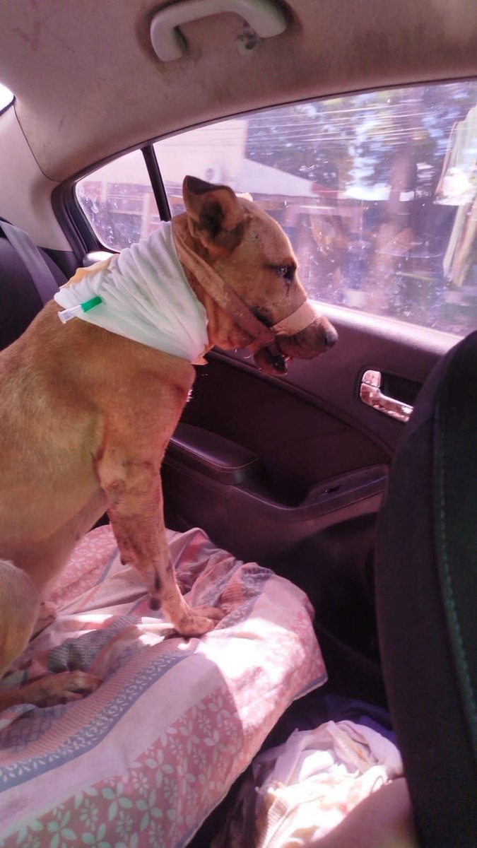 <a href="/jfergo86/">Fergo🌎</a> Hay otro caso que pasó en Navidad, en Curuguaty <a href="/jfergo86/">Fergo🌎</a> se llamaba Perrín y luego de 24hs del terrible suceso un vecino fue quién dio aviso porque su dueño lo dejó a su suerte y Mariangela Pires lo auxilió. Lastimosamente no aguantó pero también merece justicia