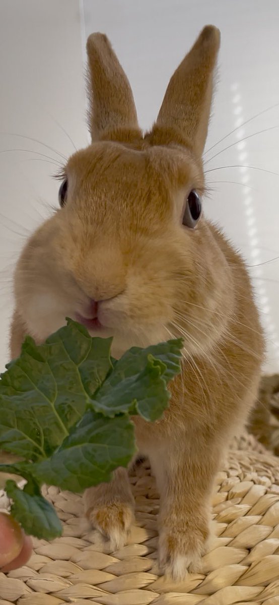 umiusagi_ch's tweet image. Blue-eyed bunny wallpaper
#うさぎのうみちゃんねる 
#Publicity #うさぎ
youtube.com/@umiusagi_ch?s…