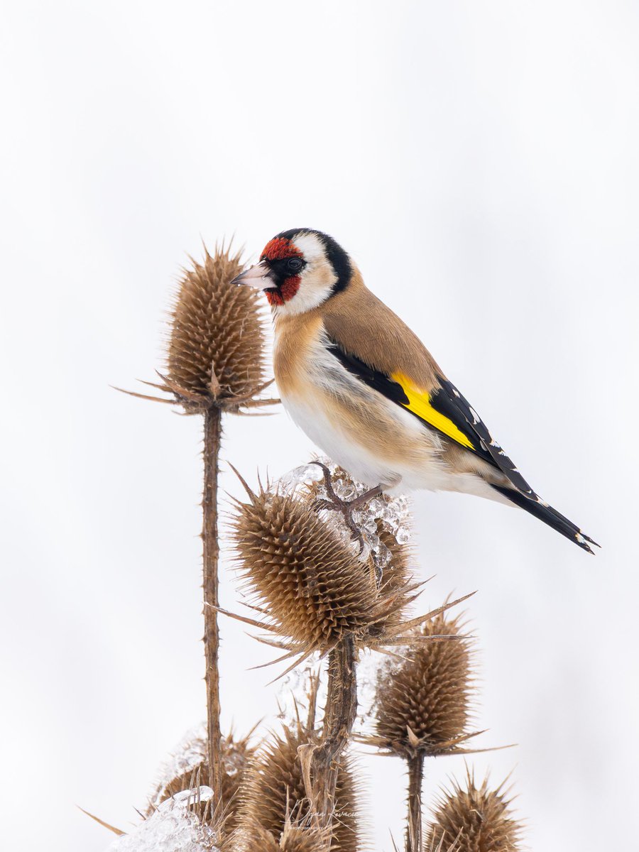 Fotkanje ptica nije samo o oštrini i svetlu. Suština je u podudaranju. Ptica koja nosi ime biljke, uhvaćena u kadru dok stoji baš na njoj. Kratak trenutak kad se jezik, biologija i priroda savršeno poklope.
Češljugar (štiglić) na češljugama (čičak).
