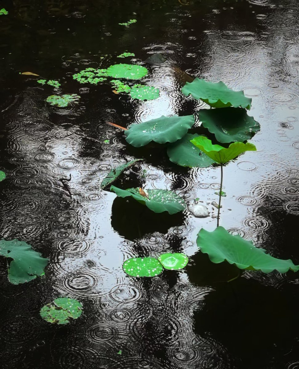 张蔓蔓 tweet media