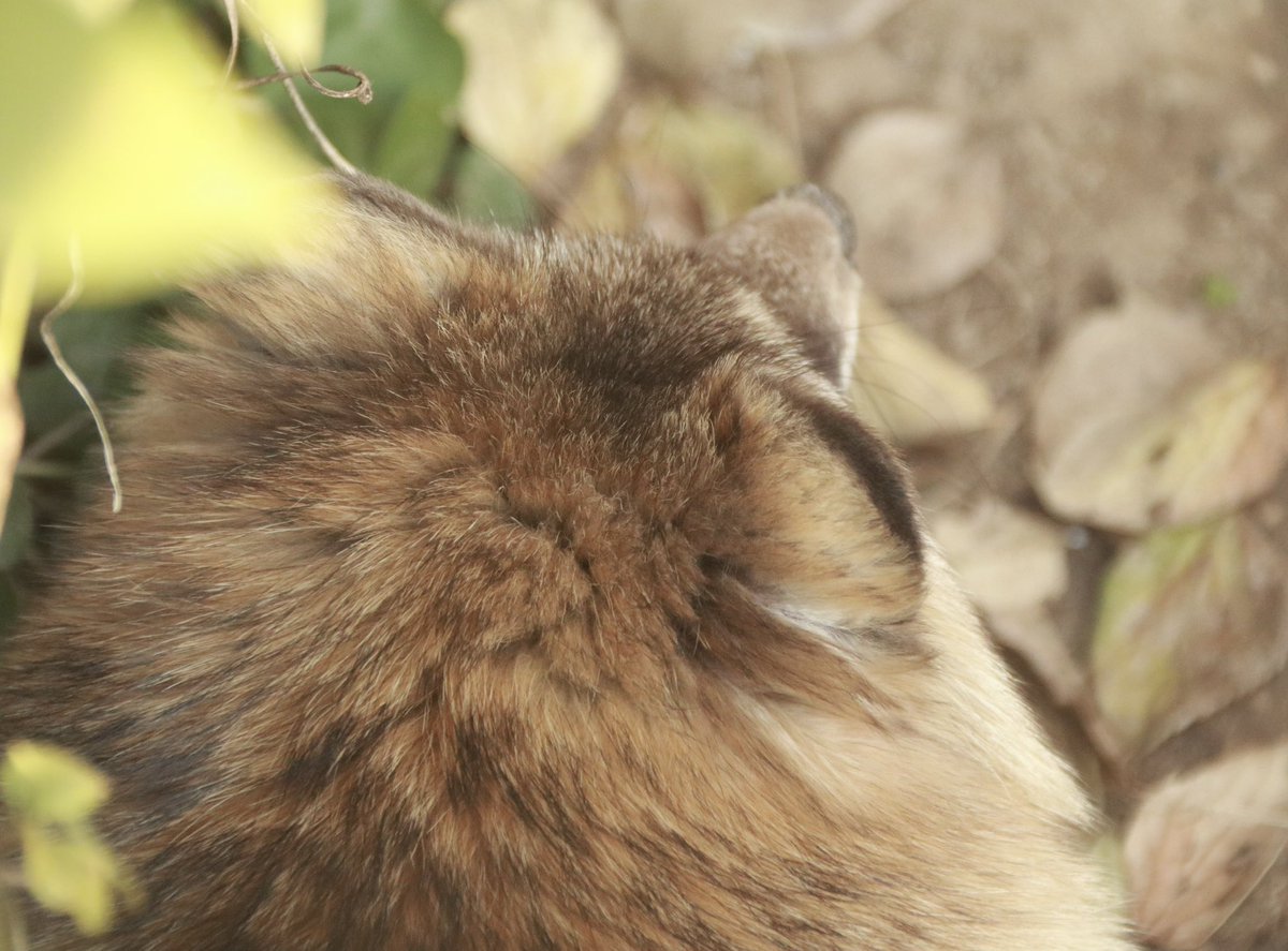 たぬきページ Agriculture and Hunting] Another raccoon dog has been caught in a