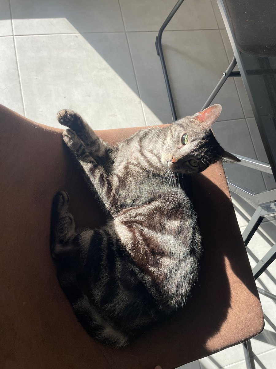 P'tit bilan 2025 avec une photo de mon chat parce que j'ai pas de photo de moi que j'aime bien cette année.
- J'ai emménagé dans l'appartement qu'on a acheté en 2023 (depuis décembre 2024)
- J'ai stop l'esport LoL me donnant + de temps libre
- Je m'apprête à changer de CDI