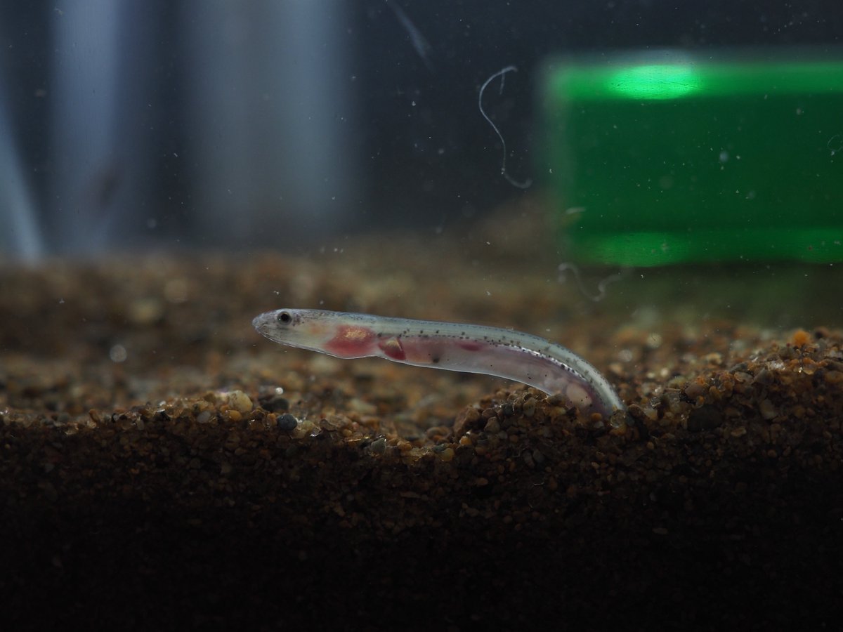 みゅう (@myuuu1350) / Posts / X