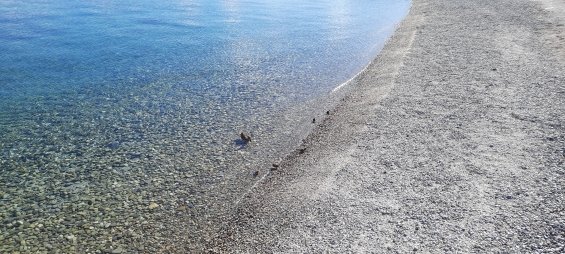 ImpactAlpin's tweet photo. @hlya69__ J'ai aussi les canards, mais des bébés... Ils sont tellement petits qu'on les voit à peine 😂 https://t.co/wLTBHwwWr9