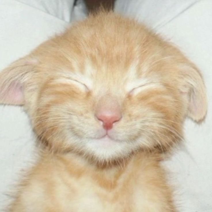 sunscentskies's tweet image. ᵔ ◡ ᵔ