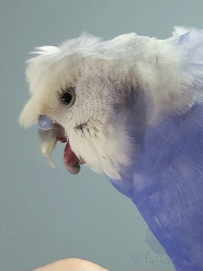 セキセイ案外舌長い
そして上下の嘴を繋ぐ皮膚の伸縮性
インコすごいセキセイすごい