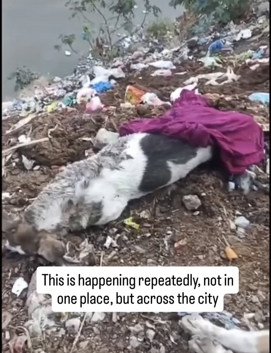 letssavewelfare's tweet photo. My heart is breaking for the innocent stray dogs being senselessly killed. 💔
These animals deserve compassion, not cruelty.
This brutal act is a stain on our humanity.
History and a higher power will be the judge of those who ordered this.
#AnimalRights #StopTheCulling https://t.co/QTja5pLVbX