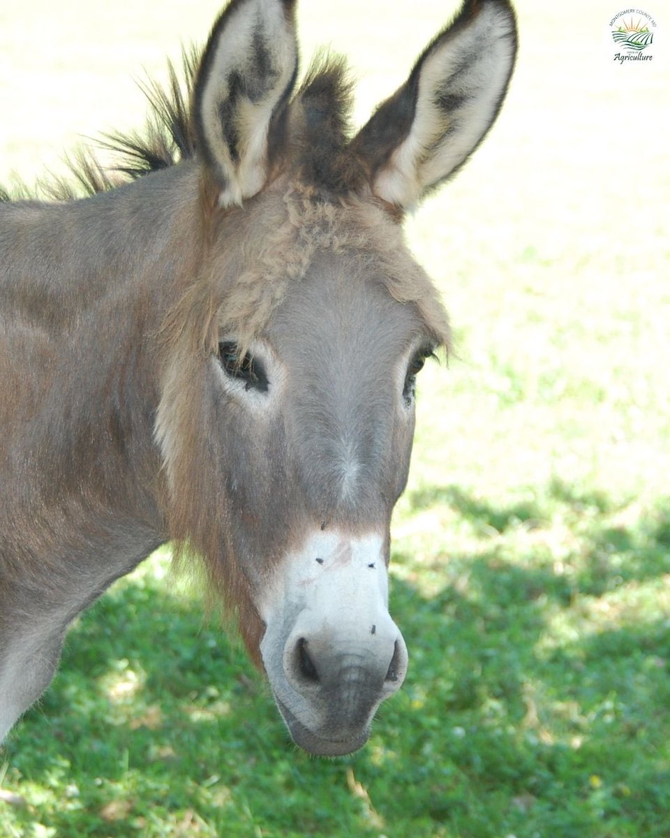 MoCoOAG's tweet image. Donkeys do more than steal hearts. 🫏On farms, they can help guard livestock, assist with light work, and serve as calm, steady companions.#WorkingAnimals #MoCoAg #FarmLife