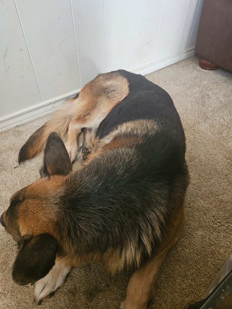 I appreciate at the prayers and well wishes for Thor. He's getting the best care I can give him. He still gets around albeit slowly, eats well and regular potty breaks. And for those saying let him go now, I'll know when the time comes. This isn't my first rodeo.