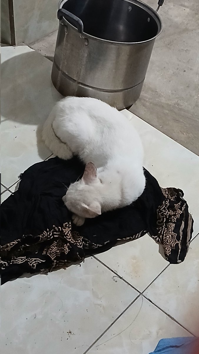 hareontree's tweet image. Meng jgn mengadopsikan diri k rmh ku 😭 akunya g bs pelihara skrg, nnt km dijahatin sm enin sm uwa lagi 😭😭😭