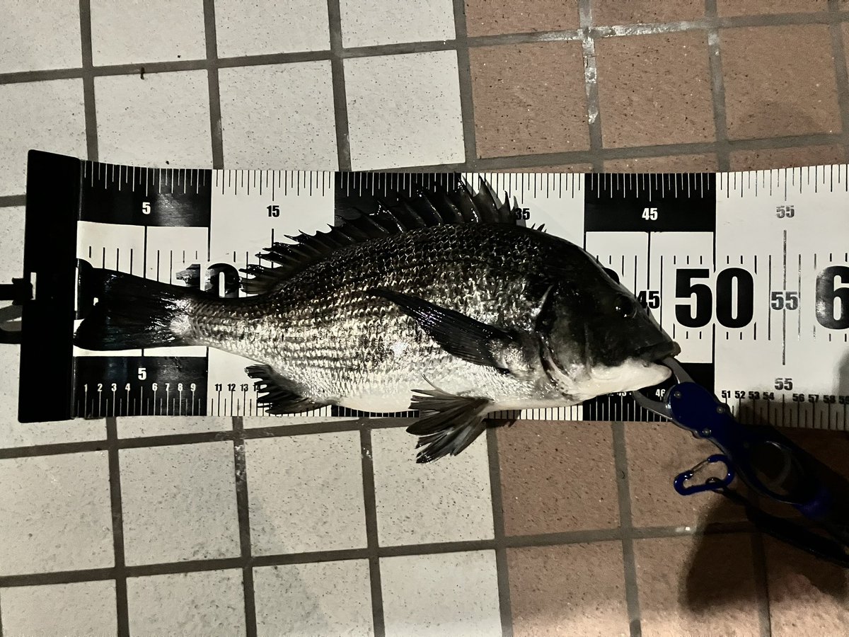 夜ヘチ部活動夜練
ヘチ初め❤️
5あたり4キャッチ
ホゲなくて良かったぁ😅