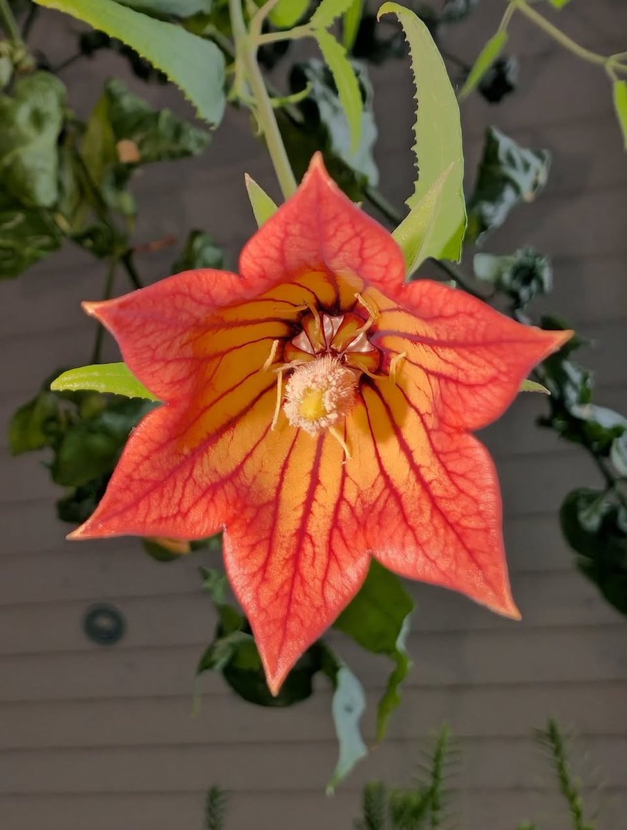 mireya starkenberg tweet media