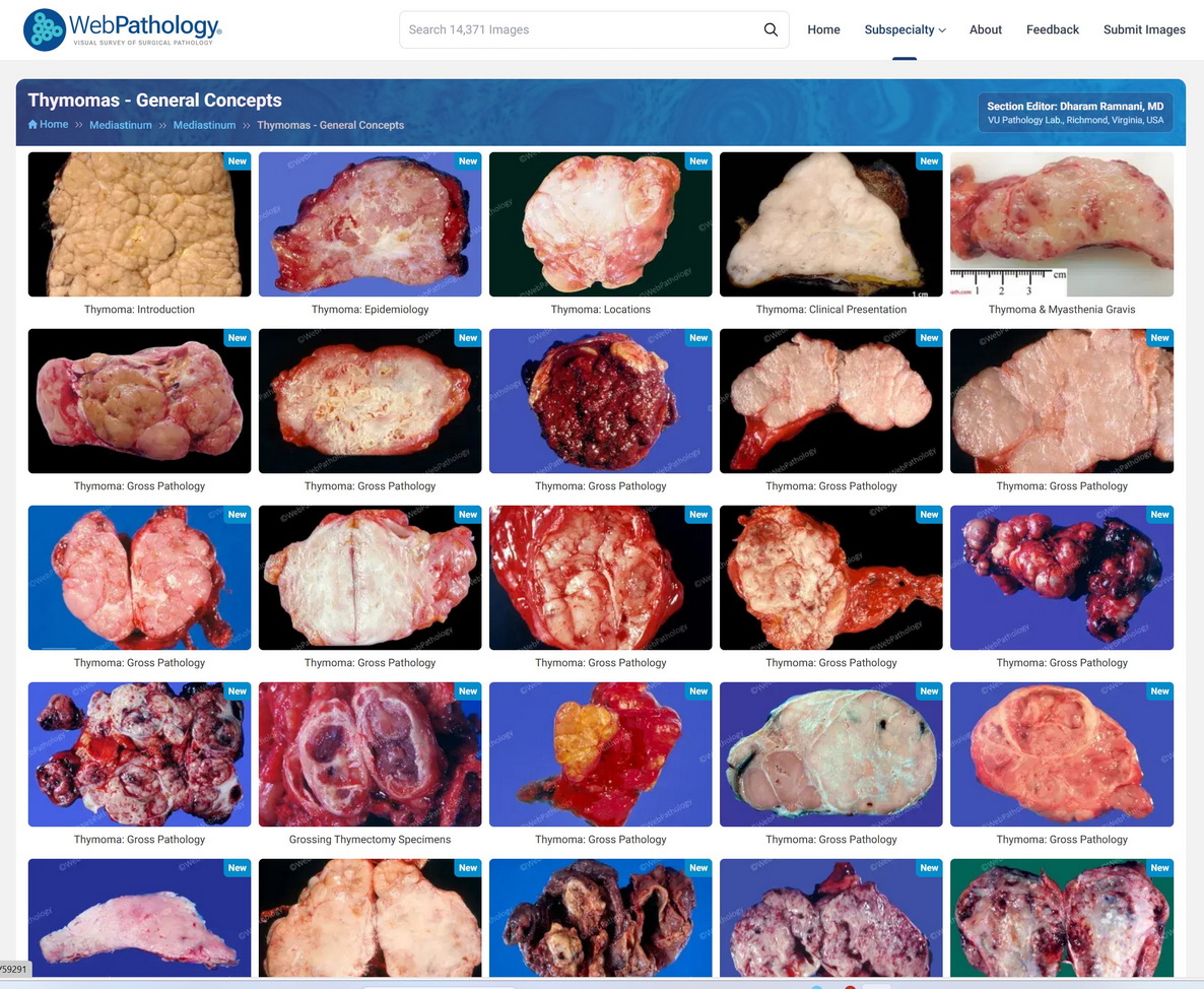 WebPathology tweet media