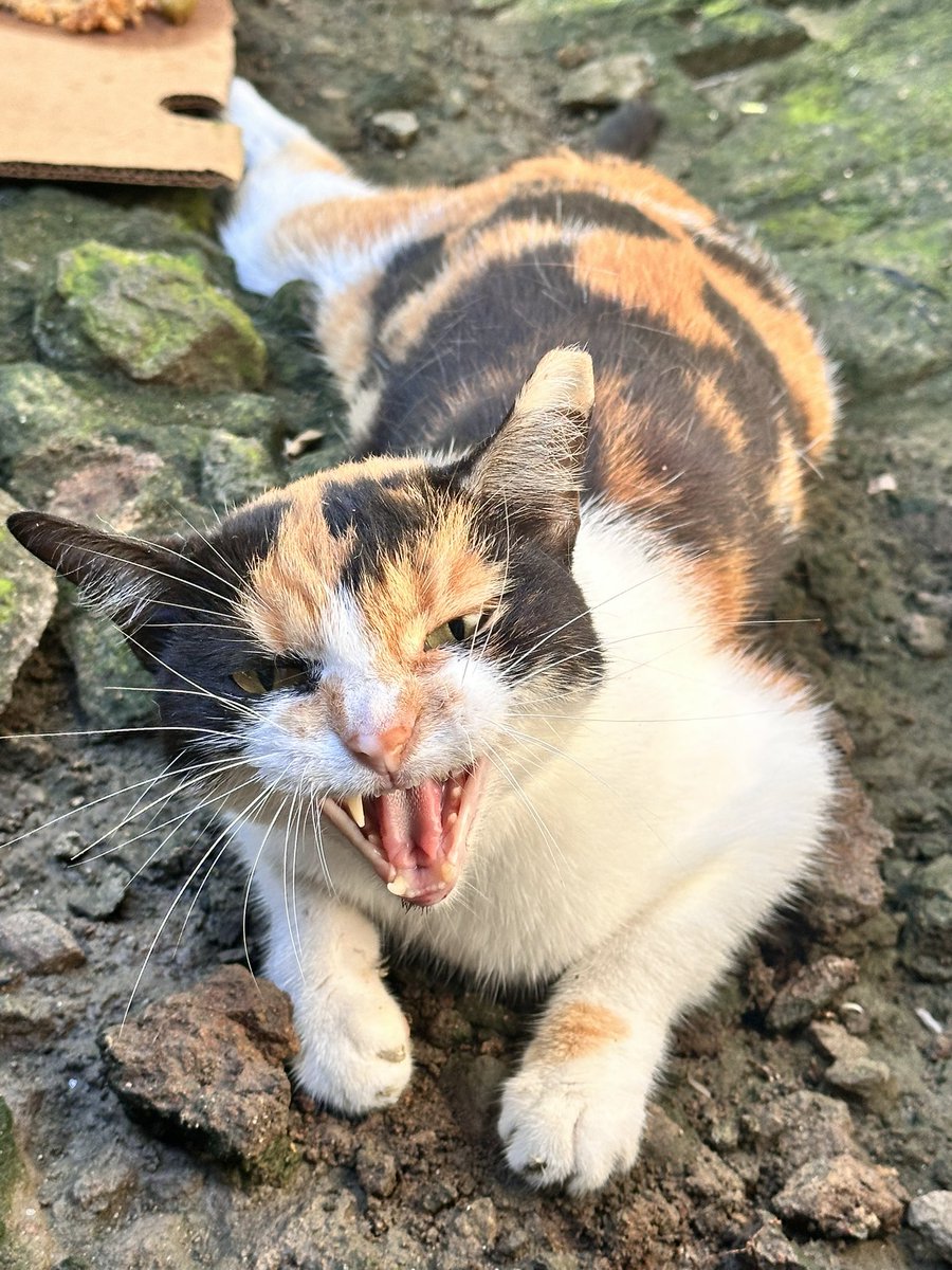 Gatito perdido por Betania. Creo lo atropellaron. RT a ver si localizamos al dueño.