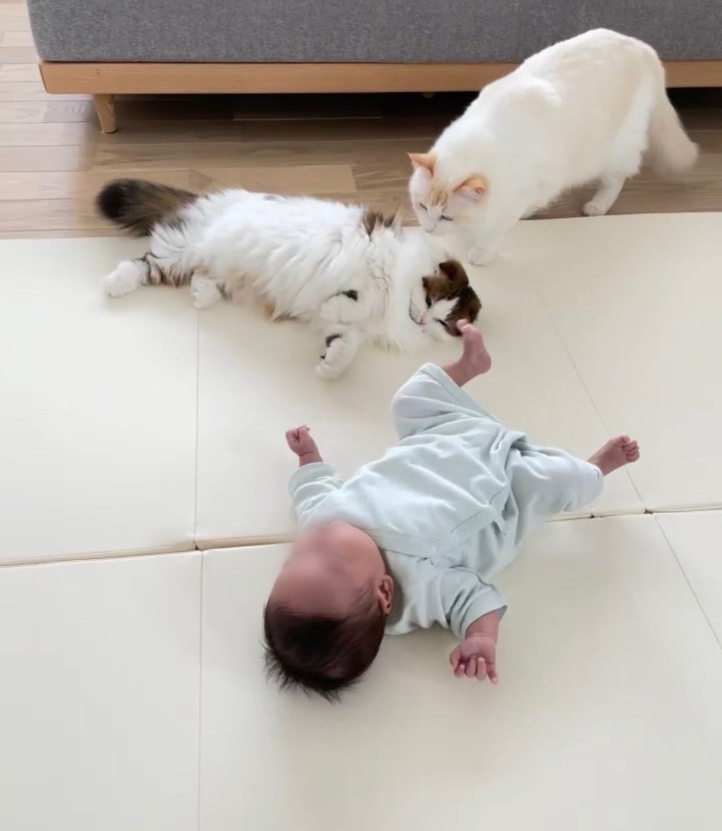 ディルとナッペ🐱ひとんちのねこ垢w tweet media