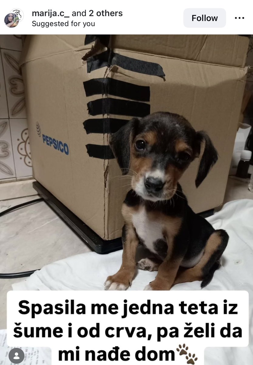 Na Instagramu traži dom.
Ko je planirao psa ,evo ove lepote.