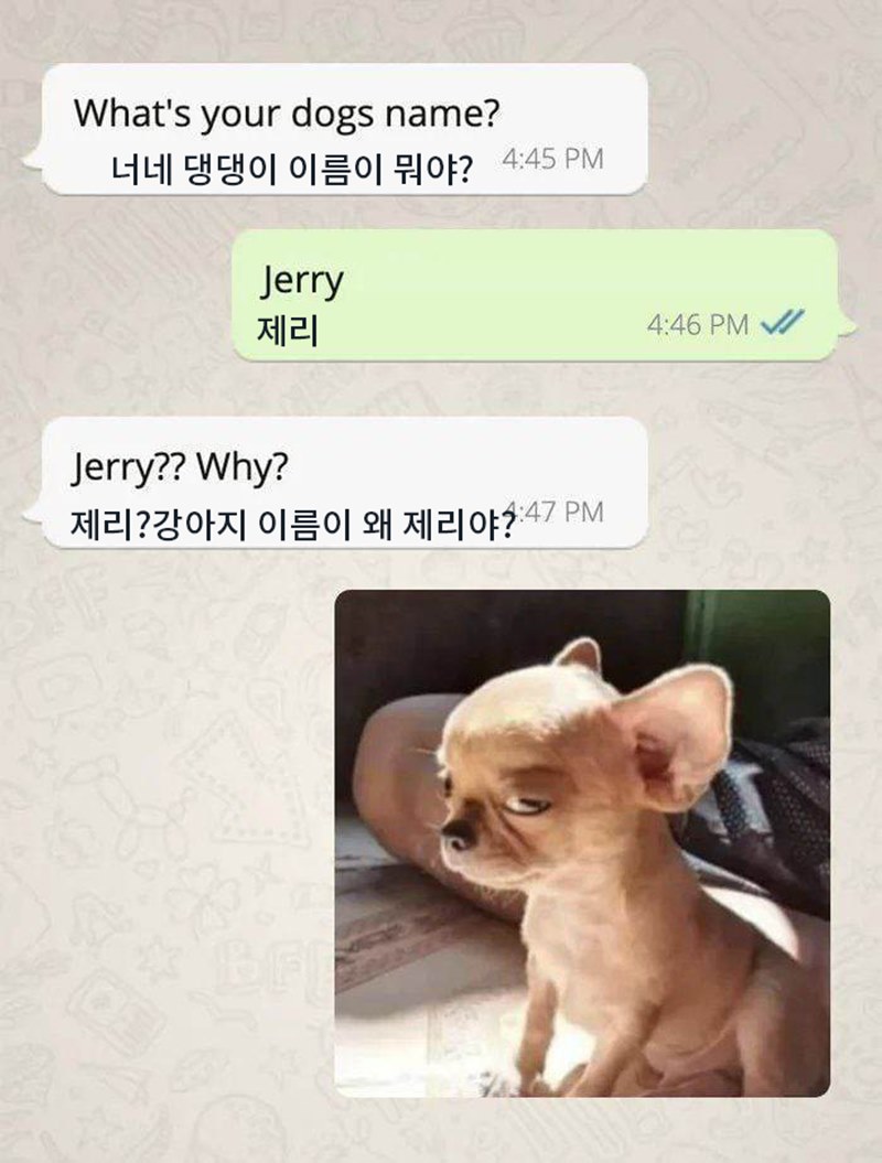 malrang_s_'s tweet photo. 강아지 이름이 왜 제리야? https://t.co/pst0dNSQTa