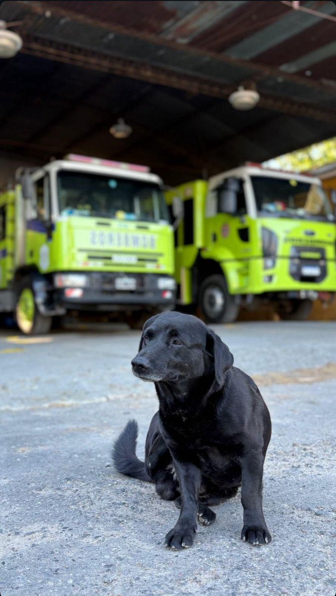 Che se perdió el perro del Cuartel de Bomberos La Plata. Hace dos días que no lo ven y lo están buscando. Responde al nombre de "Negro", piden que se difunda su foto así aparece 🙏

4231736 es el número del Cuartel