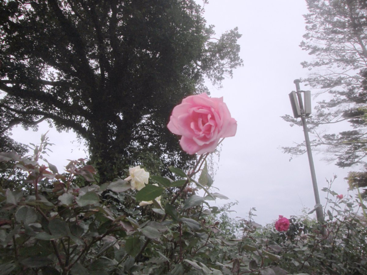 ___juice21's tweet image. 