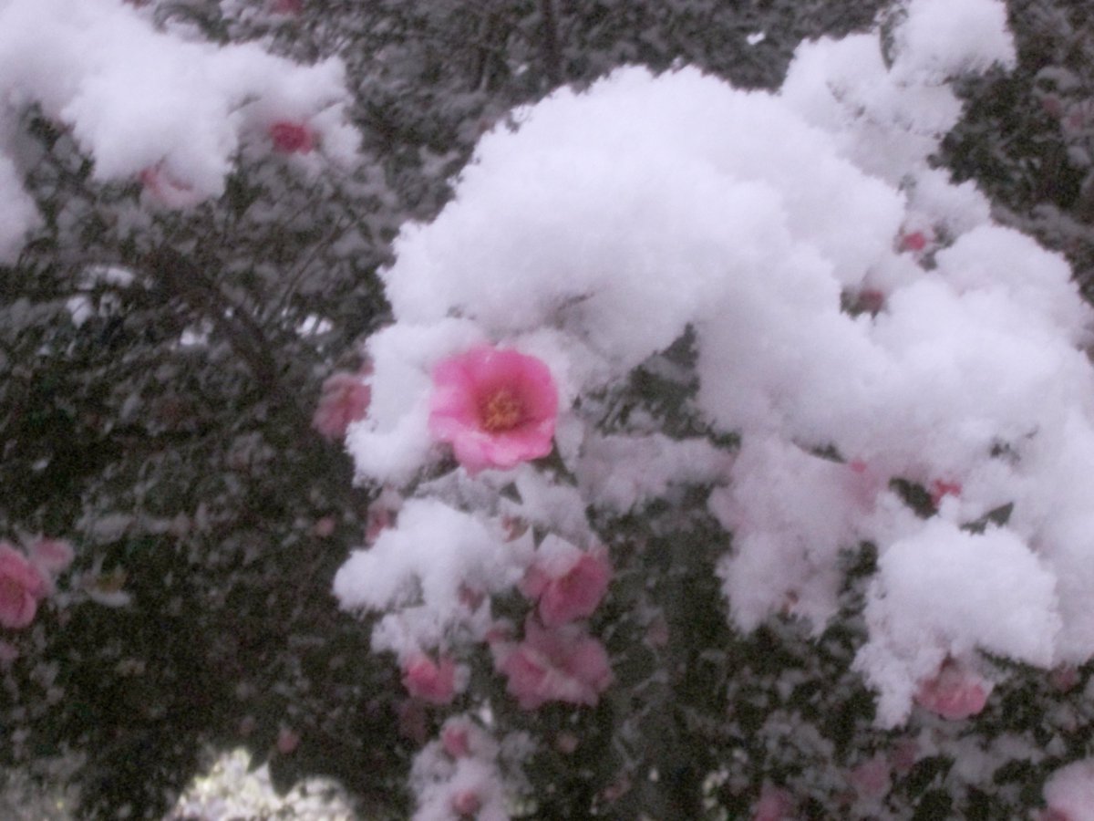 ___juice21's tweet image. 