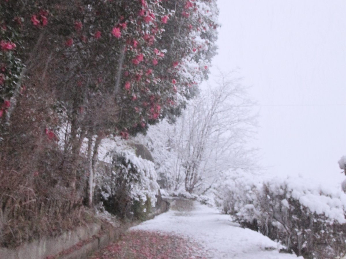 ___juice21's tweet image. 