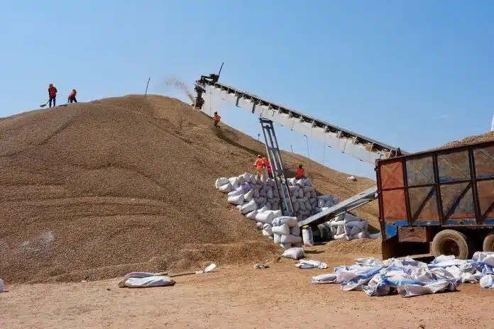 stories_lo8's tweet image. Sénégal 🌱
Le gouvernement double les achats d’arachide via SONACOS : de 250 000 à 450 000 tonnes, avec un financement de 181 milliards FCFA. Objectif : soutenir l’agriculture rurale et sécuriser les revenus des producteurs.
#Sénégal #Arachide #Agriculture