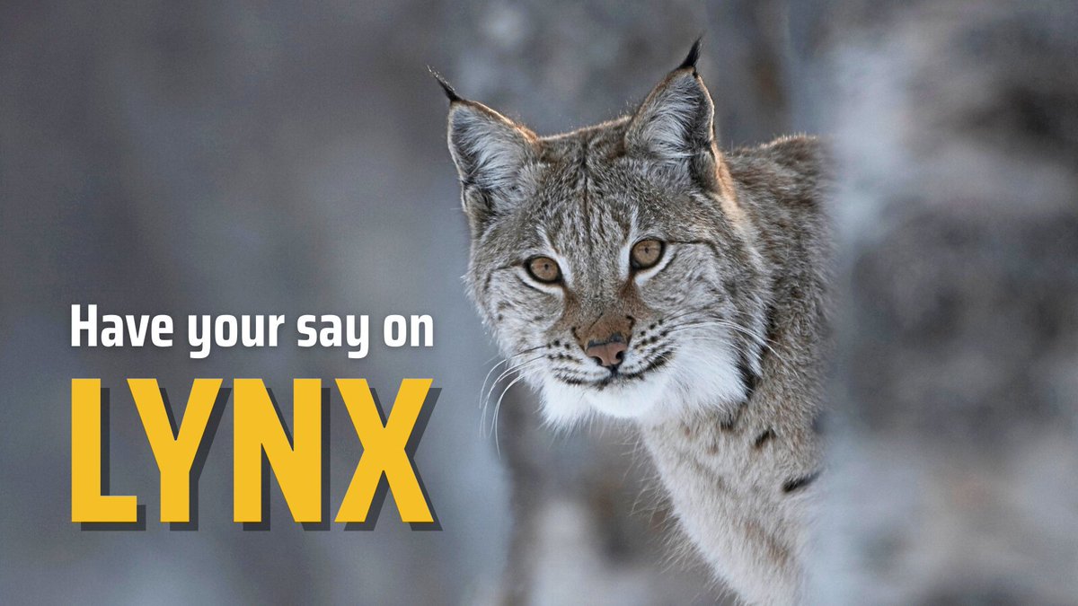 ScotRewilding's tweet image. 𝗟𝗼𝗰𝗮𝗹 𝘃𝗶𝗲𝘄𝘀 𝘀𝗼𝘂𝗴𝗵𝘁 𝗼𝗻 𝗽𝗼𝘁𝗲𝗻𝘁𝗶𝗮𝗹 𝗹𝘆𝗻𝘅 𝗿𝗲𝗶𝗻𝘁𝗿𝗼𝗱𝘂𝗰𝘁𝗶𝗼𝗻 🐾

Public information sessions exploring the potential reintroduction of lynx to northern Scotland were announced this morning.

Bringing this missing native species back could help…