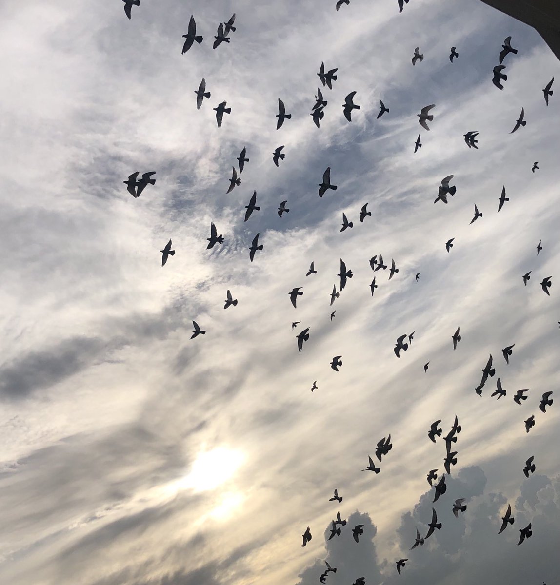 هدى (@huda_mohamed111) on Twitter photo 