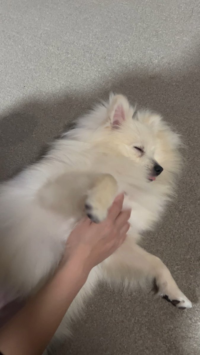 chamocolab22's tweet image. 気持ちよさそう😍
からの
みなさんおやすみなさい🌙*ﾟ
 #ポメラニアン #ポメプー #犬の居る暮らし