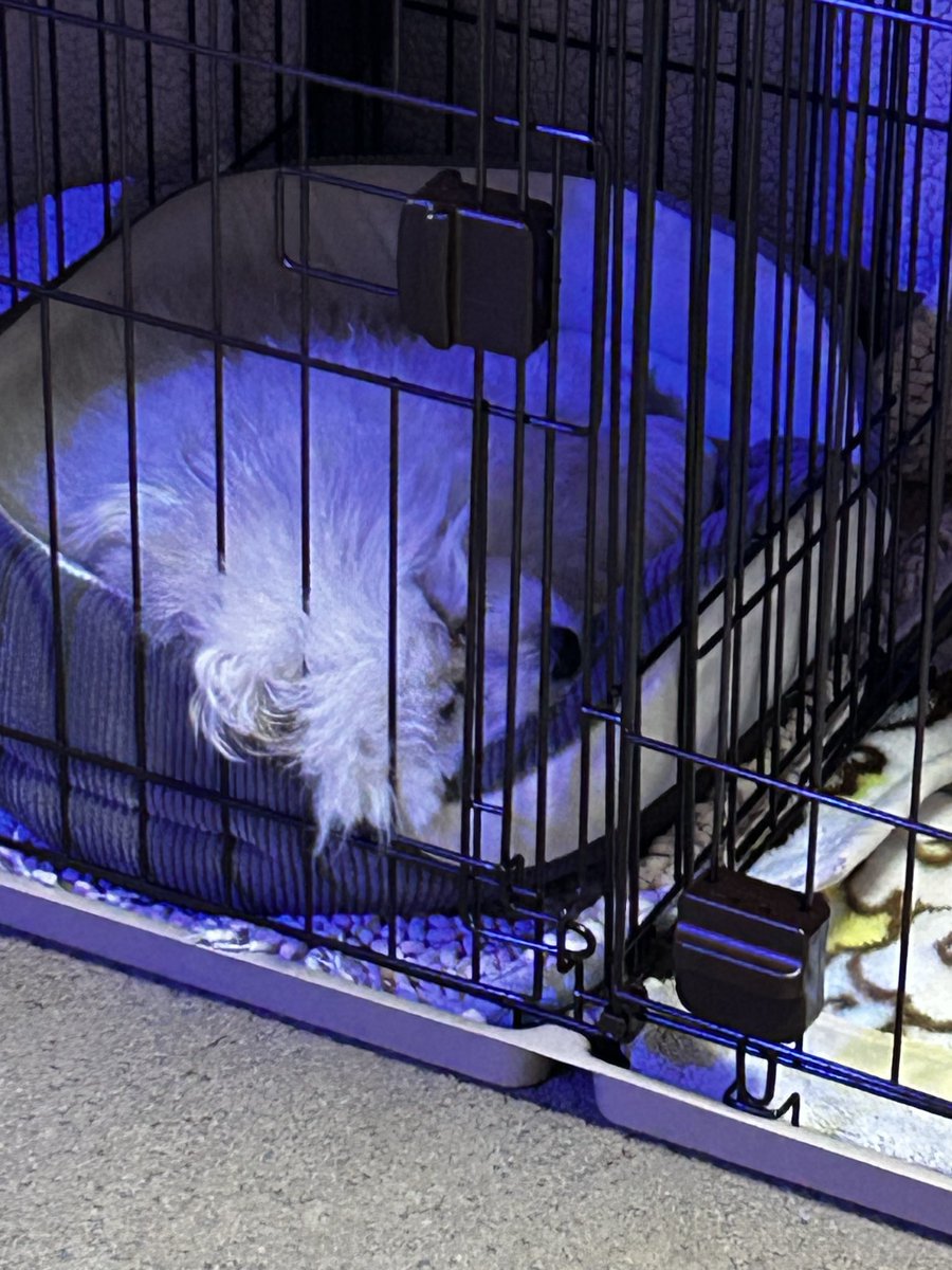 chamocolab22's tweet image. 気持ちよさそう😍
からの
みなさんおやすみなさい🌙*ﾟ
 #ポメラニアン #ポメプー #犬の居る暮らし