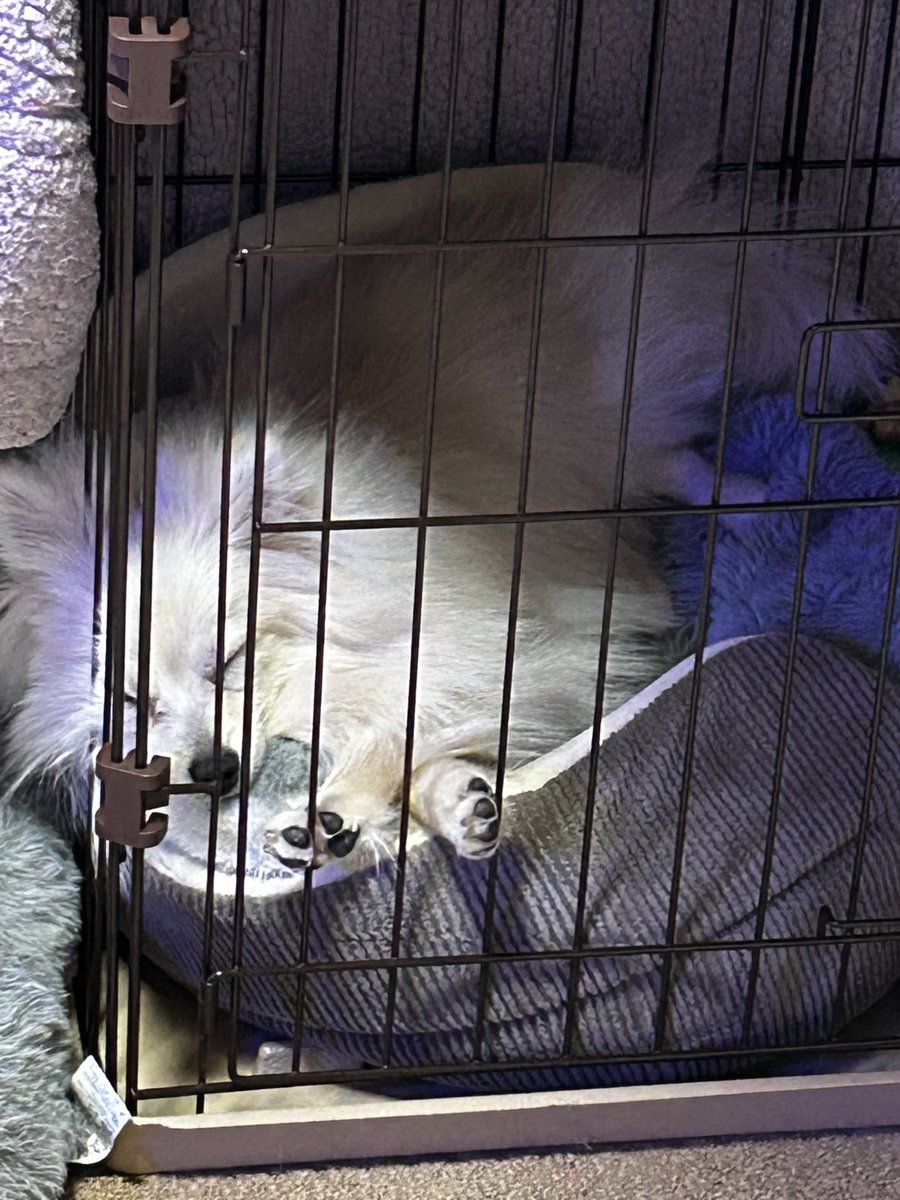 chamocolab22's tweet image. 気持ちよさそう😍
からの
みなさんおやすみなさい🌙*ﾟ
 #ポメラニアン #ポメプー #犬の居る暮らし