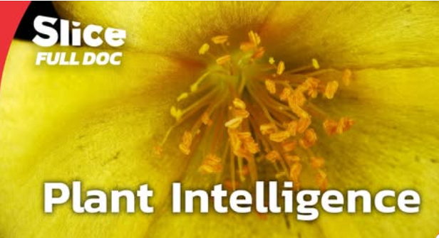 Listen.. and watch the amazing plants. They hear, they talk, the entice, and we are just beginning to understand them.    
Plants That Hear, Touch, and Remember | FULL DOCUMENTARY youtu.be/S-LuhRx6A9k?si… via <a href="/YouTube/">YouTube</a>