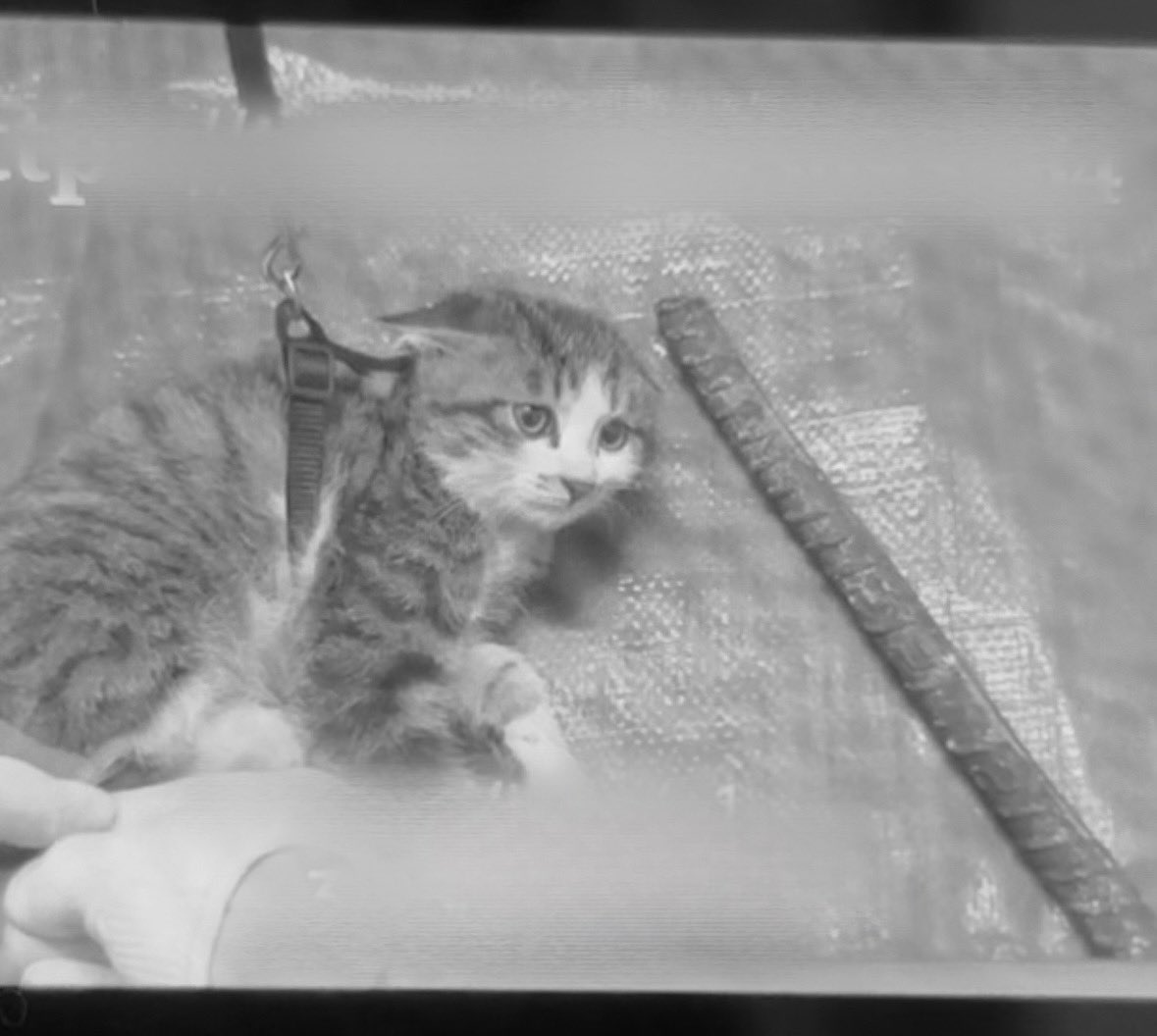 Emeraldas tweet media