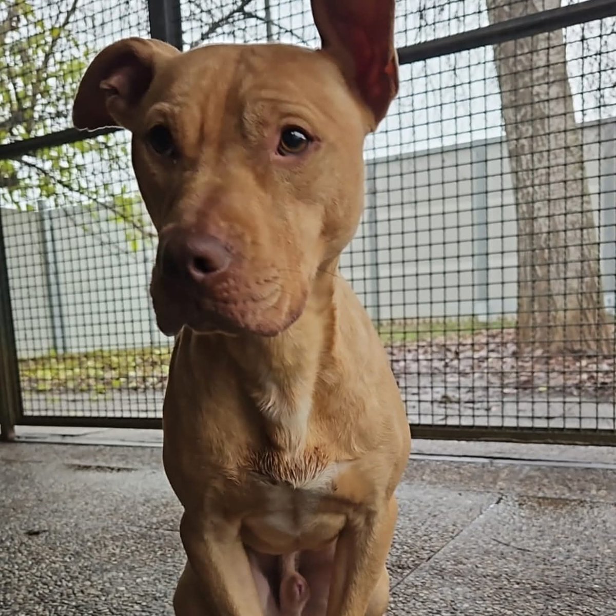 zampa_qua's tweet image. URGENTE 🆘🆘🆘🆘🆘☎️0543754357
facebook.com/share/p/16p3uH… 🐾 MINO CERCA CASA 🐾 circa un anno e mezzo,è stato recuperato sul territorio sprovvisto di microchip ,un cane buono e ora pronto per una famiglia ADOTTATELO Forlì/Cesena e limitrofe #4voiceless 🙏