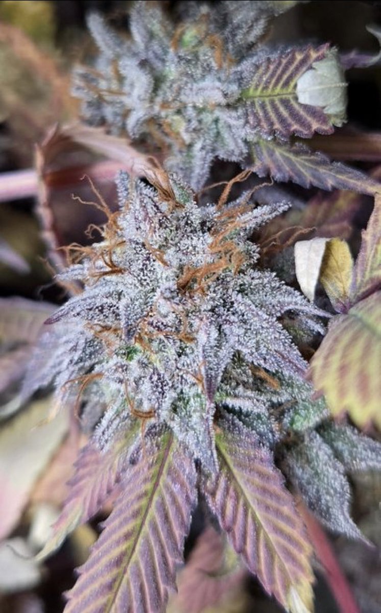 Skunk City Genetics tweet media