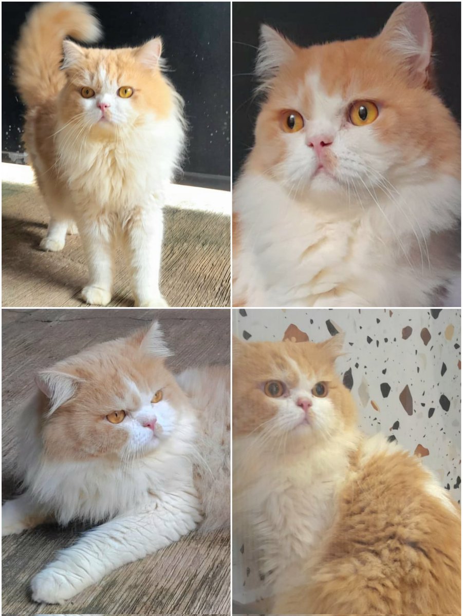 Joki Tugas & Konsultasi - mulai dari 2k tweet media