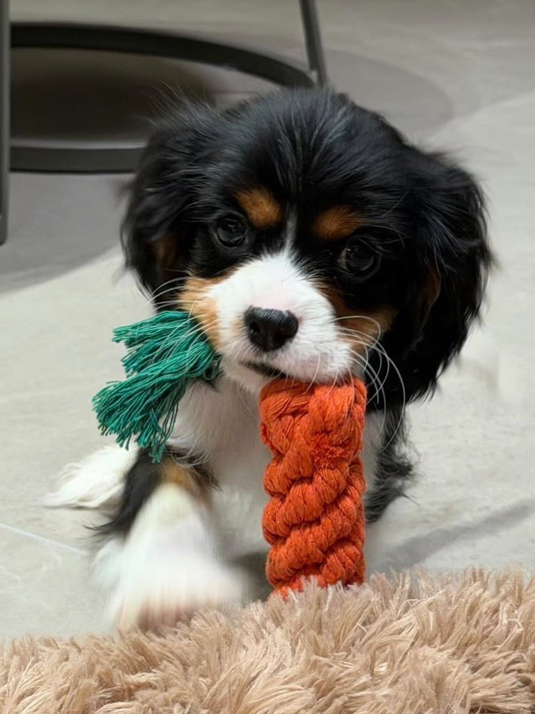 คุณหนูน้องนิคไฮโซเซเร้ปมากกก อายุ 3 เดือนก็ออกข่าวแล้ว 🤣

<a href="/patrick_pppat/">Patrick</a>  #แพทริค #PatrickFinkler #Patrick尹浩宇