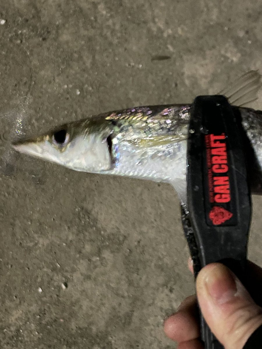 １００匹ぐらい釣れた。
今日は貸し切りで快適に釣れた