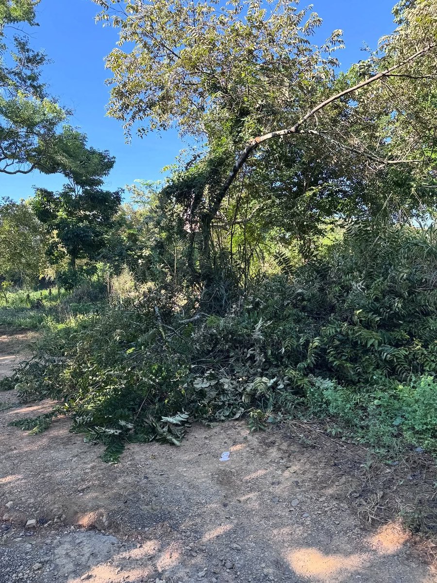 El personal de mantenimiento y áreas verdes inició trabajos de ornato, limpieza y mantenimiento en los distintos balnearios del distrito de Chitré, como parte de las acciones preventivas de cara a la temporada de verano.
