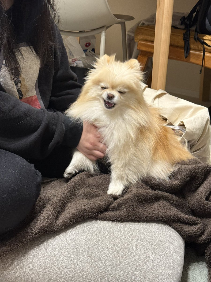 ポメラニアンの若様 (@pomeranian_waka) / Posts / X