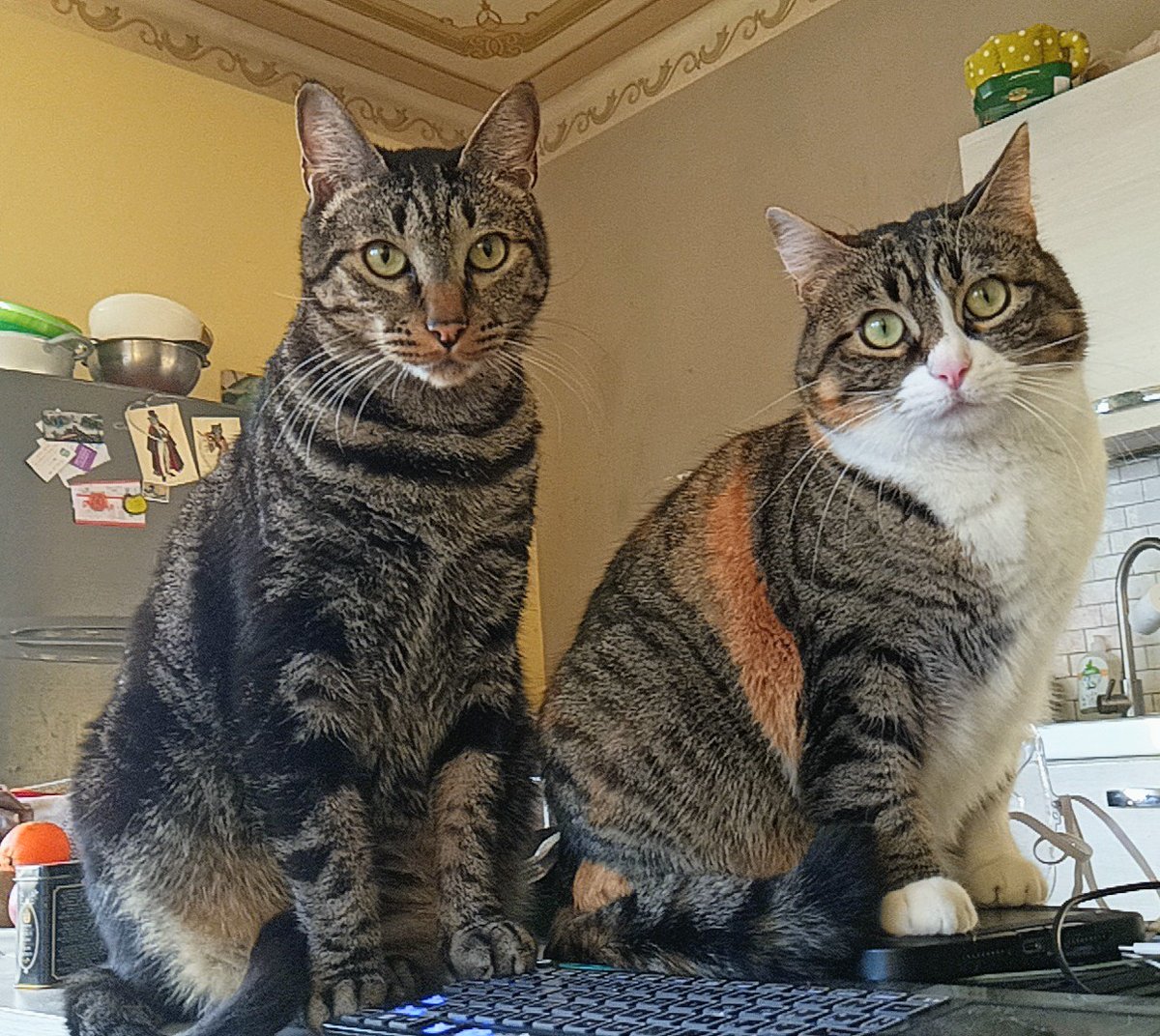 <a href="/grigorisleon/">Γρηγόρης Λέων</a> Auguri!!! Sacrosante parole!!
#Amiciaquattrozampe❤️ anche a due🥰