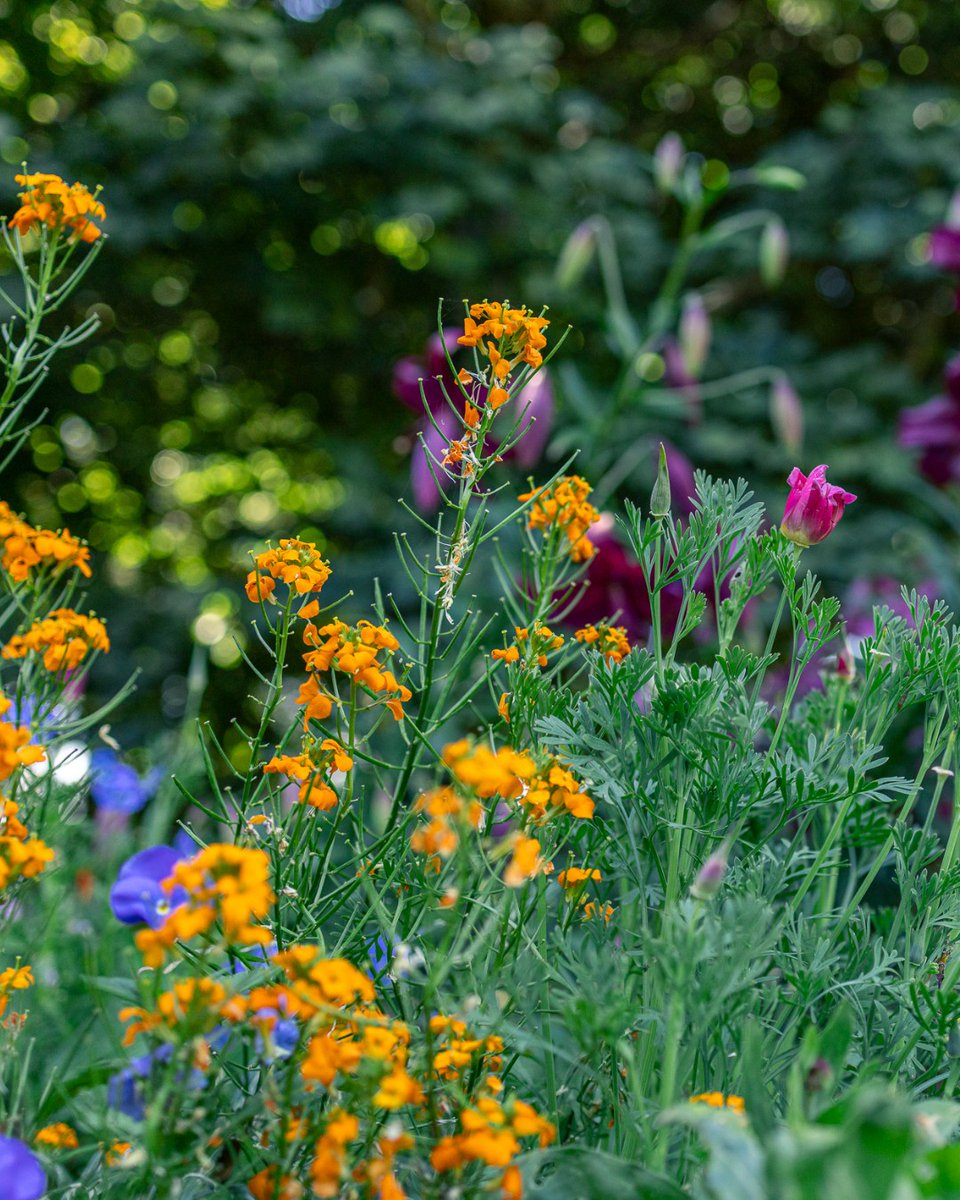 Botanic Gardens of Sydney tweet media