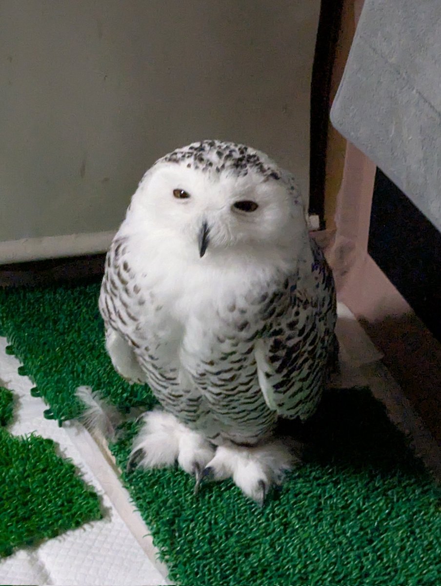 ☁ぽぽ☁シロフクロウ (@popo_owl) / Posts / X