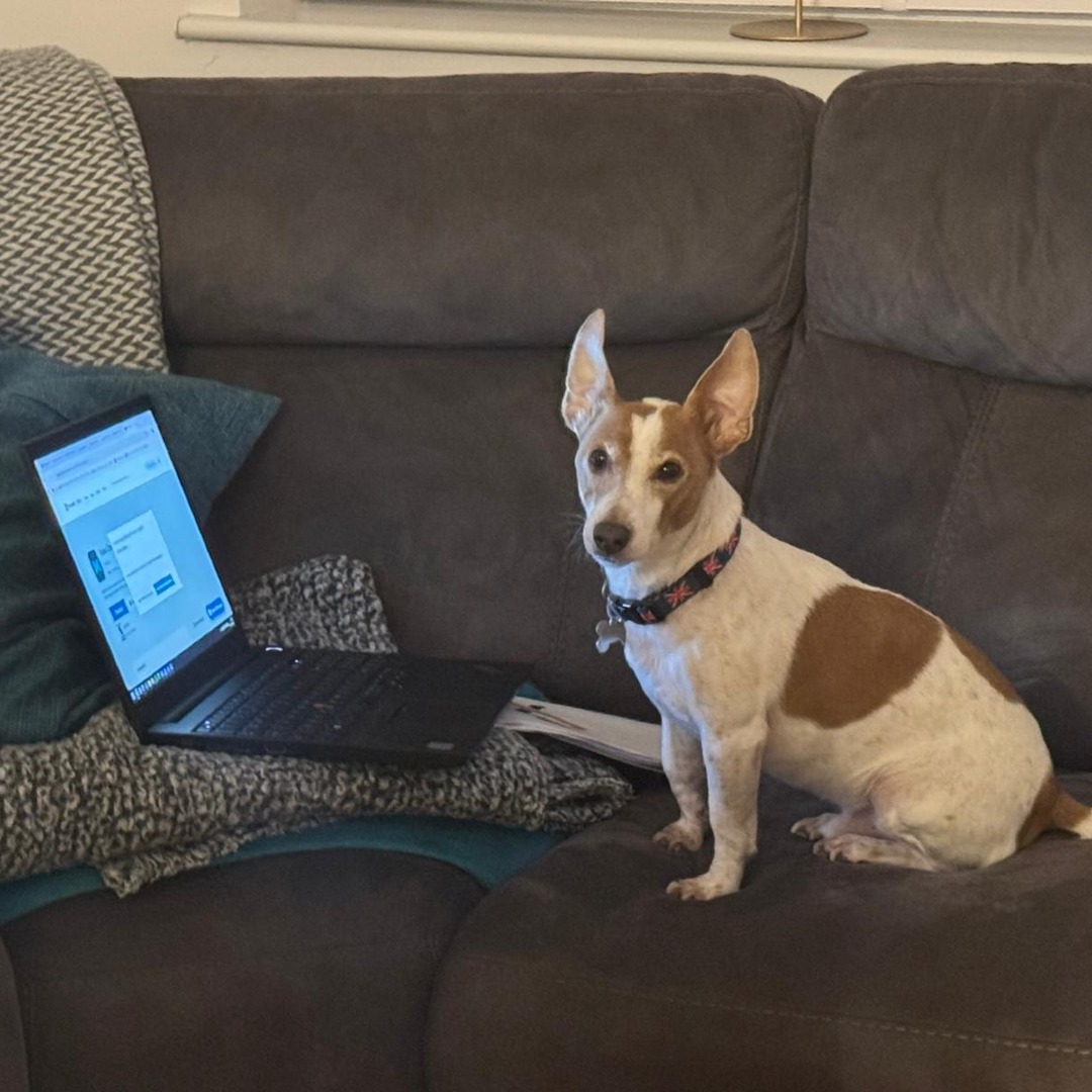 Our latest employee starting the learn how our estimating system works :-)

 #Electricians #Basingstoke #NICEIC #ECA #Electrical #Electrician #sparky #electricianlife #electricalsafety #electricalsafetyfirst #cutedog