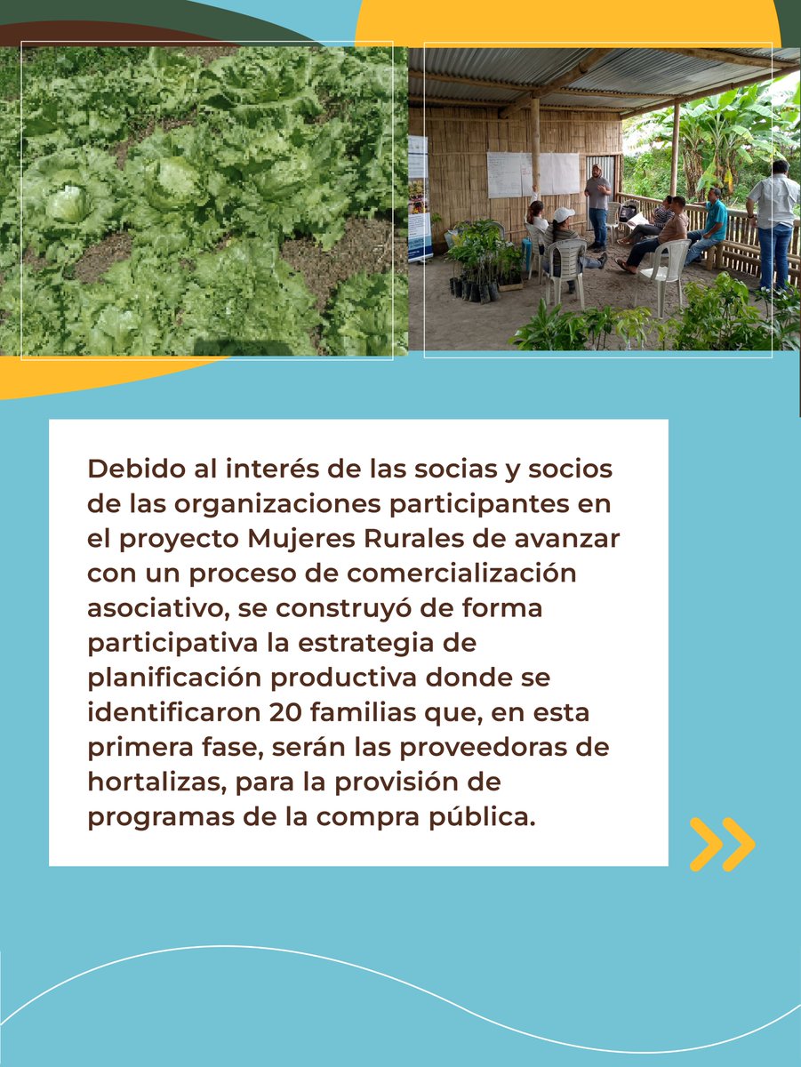 HeiferEcuador's tweet photo. 🌿 El Proyecto #MujeresRurales fortalece la producción y comercialización asociativa en la Agricultura Familiar Campesina.

20 familias proveedoras ya participan en el sistema de #CompraPública a través de AgroAzuay, asegurando ingresos estables y precios justos.

#HeiferEcuador https://t.co/NaGd8QY6Y0