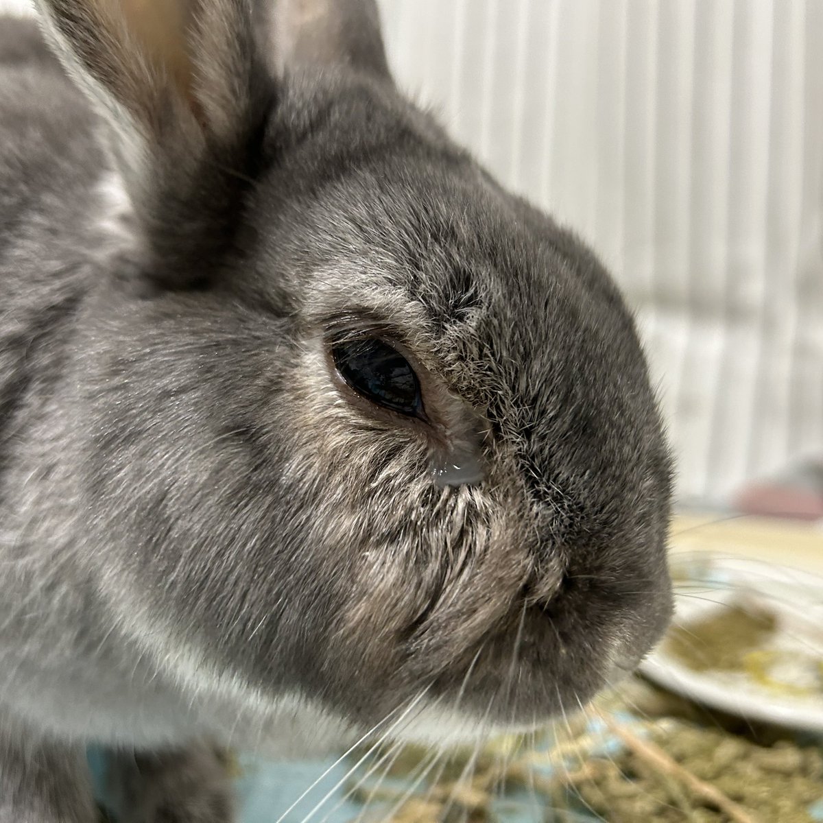 marimo201403's tweet image. こんな感じの涙目に悩まされてる〜右目だけなの😿
細菌検査でも結果出なくてお金だけ💰飛んでいき😂目薬は4種類ぐらい試したけど効かないんだ〜😔シニアだからしょうがないのかな