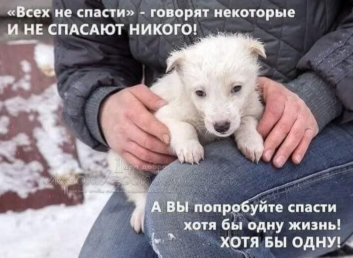 Пожалейте, люди братьев меньших, чтоб жилось им лучше на земле!